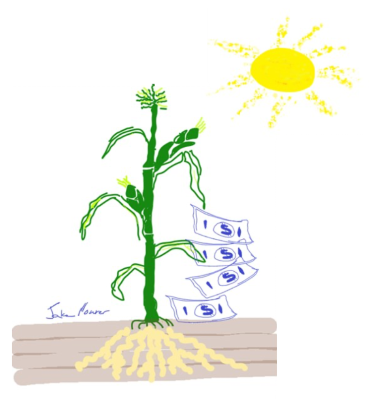 Drawing of the sun, corn stalk and dollar bills