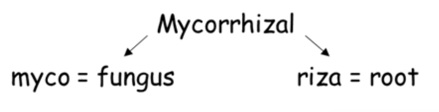 Visual breakdown of the word Mycorrhizal